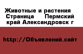  Животные и растения - Страница 4 . Пермский край,Александровск г.